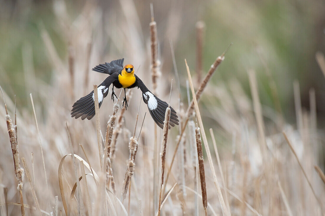 USA, Idaho, Market Lake Wildlife Management Area. Yellow-headed blackbird takes flight