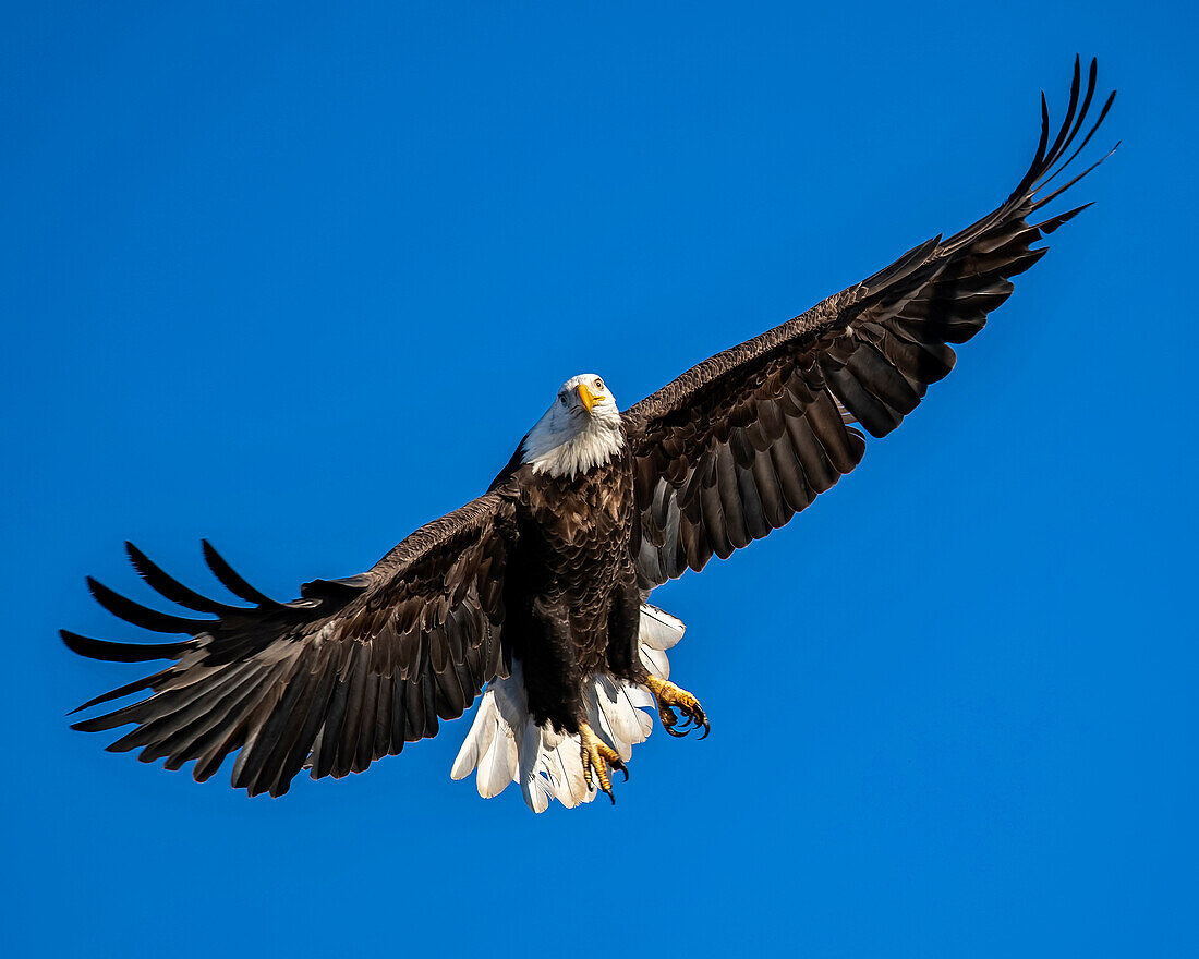 Bald eagle passing by at Augusta, Kansas Lake.
