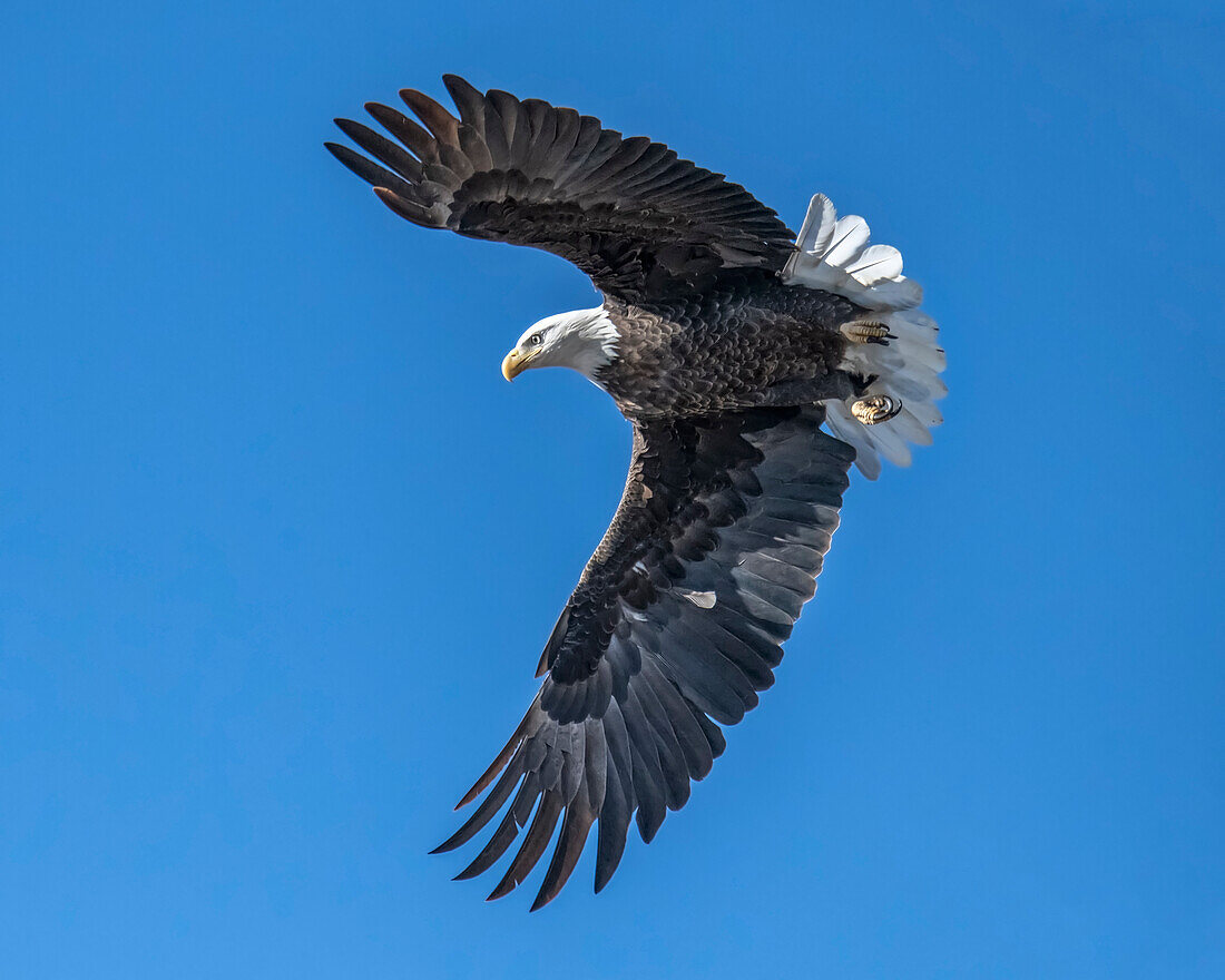 Eagle with talons preparing for a prey grab