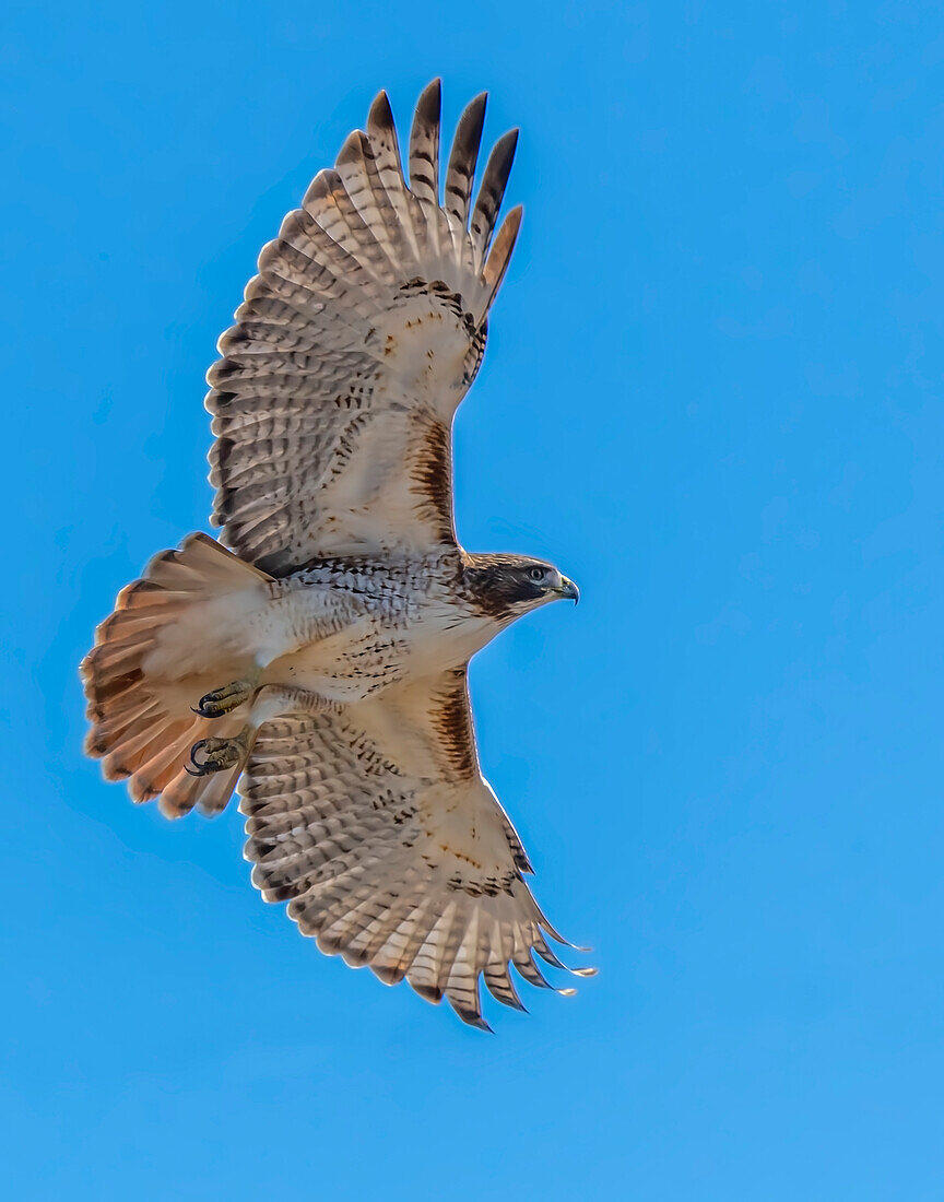 Rotschwanzbussard, der vorbeifliegt