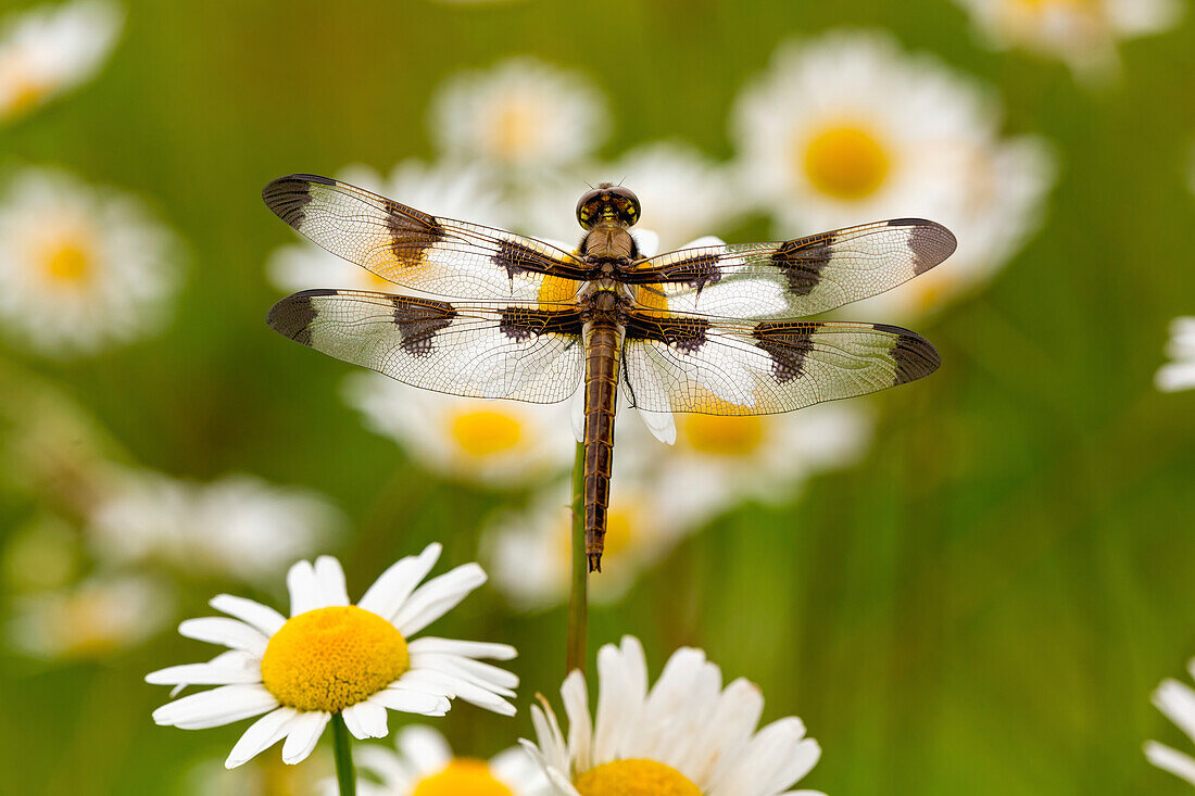 Female Blue Dasher dragonfly on daisy, Pachydiplax longipennis, Kentucky