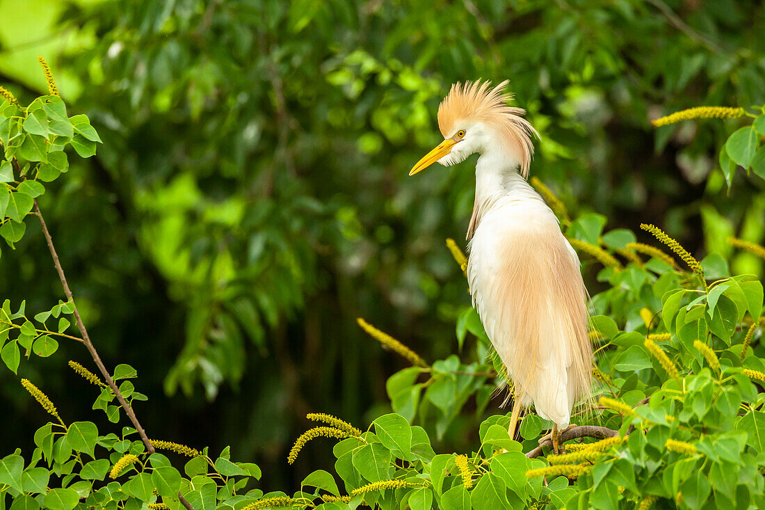 USA, Louisiana, Jefferson Island. Cattle egret in breeding plumage.