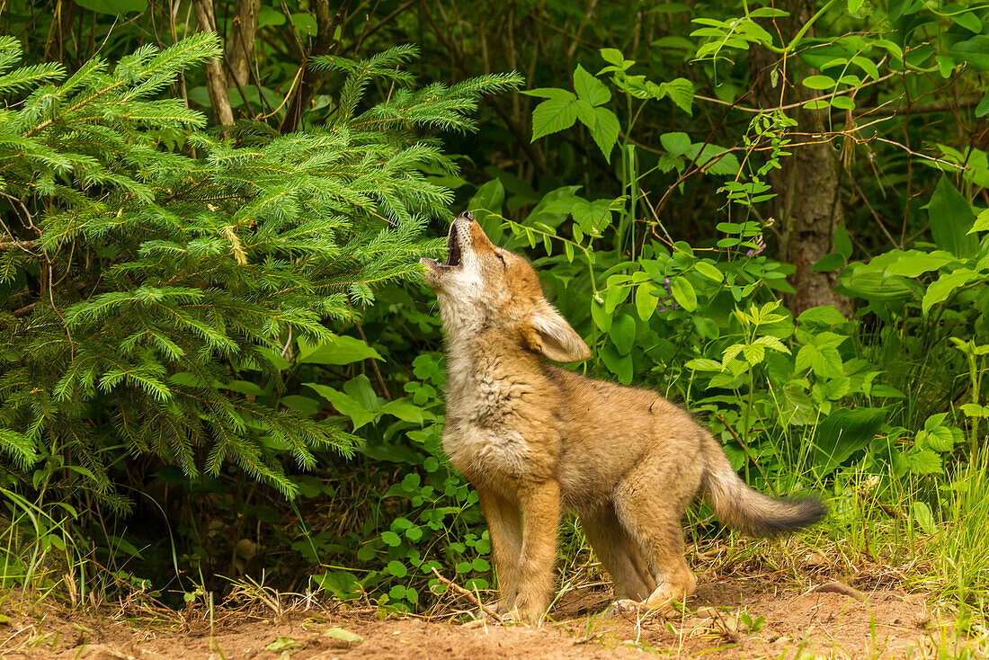 USA, Minnesota, coyote pup howling at den, captive
