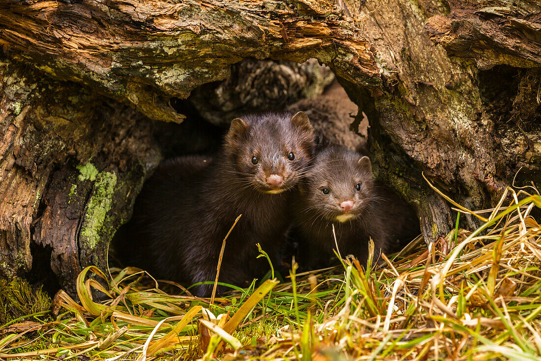 USA, Minnesota, mink in log, captive