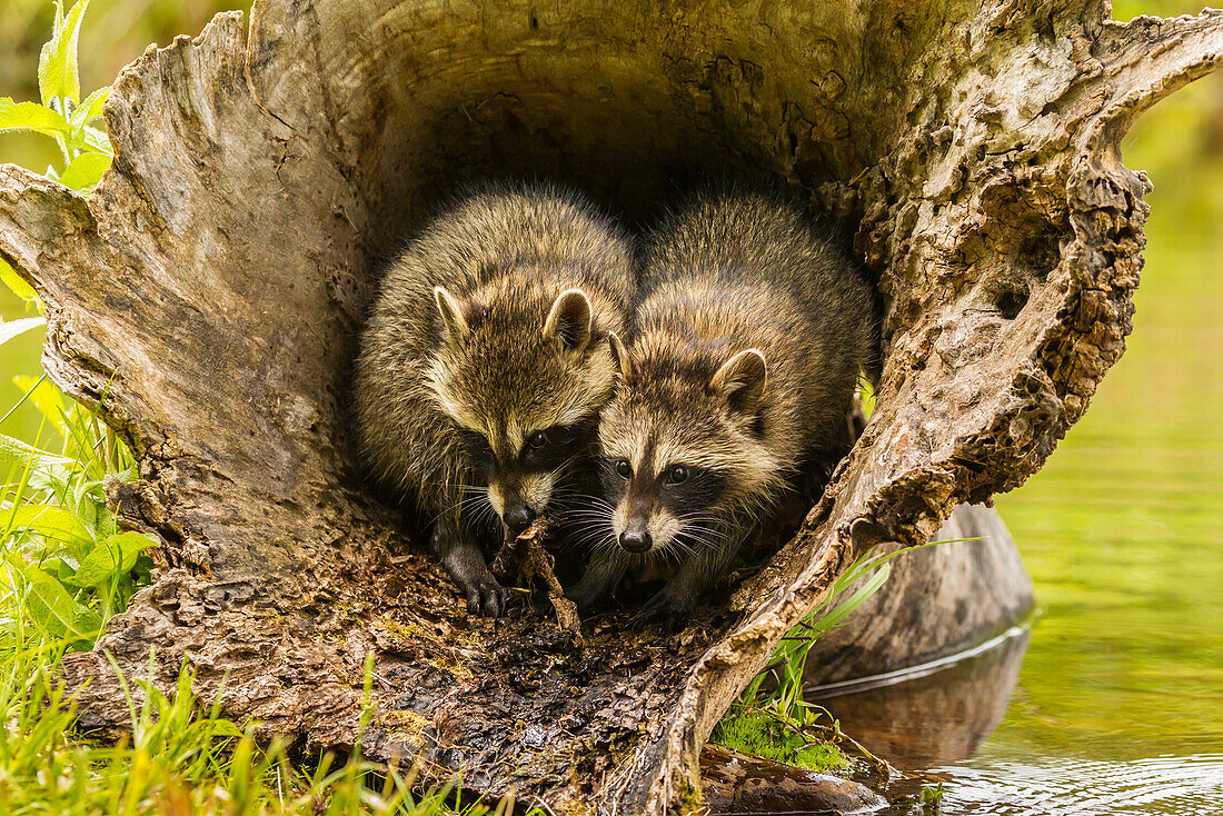 USA, Minnesota, young raccoons in log, captive