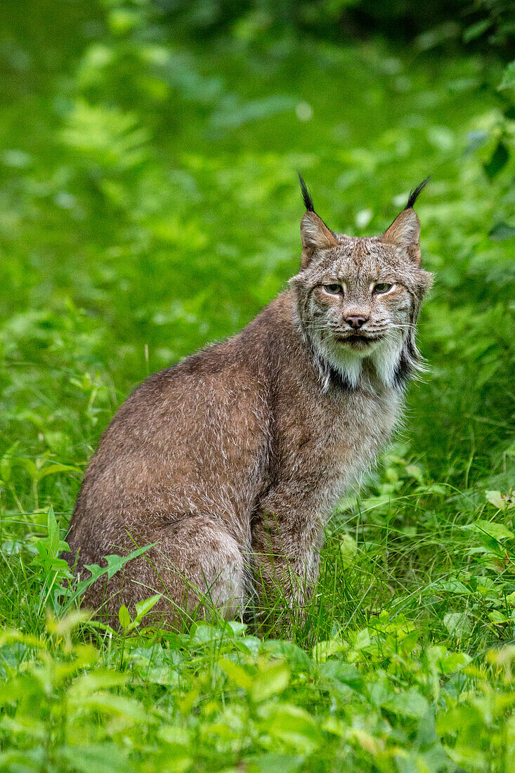 USA, Minnesota, Sandstone, Lynx