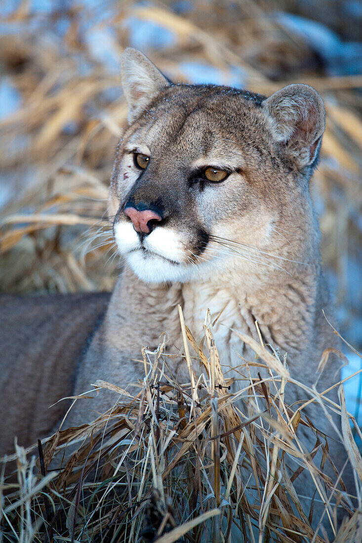 USA, Minnesota, Sandstone. Cougar resting in grass
