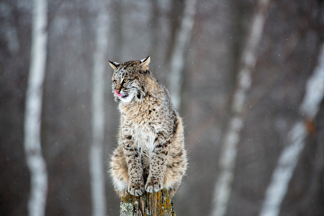 USA, Minnesota, Sandstone. Bobcat perched on a tree stump