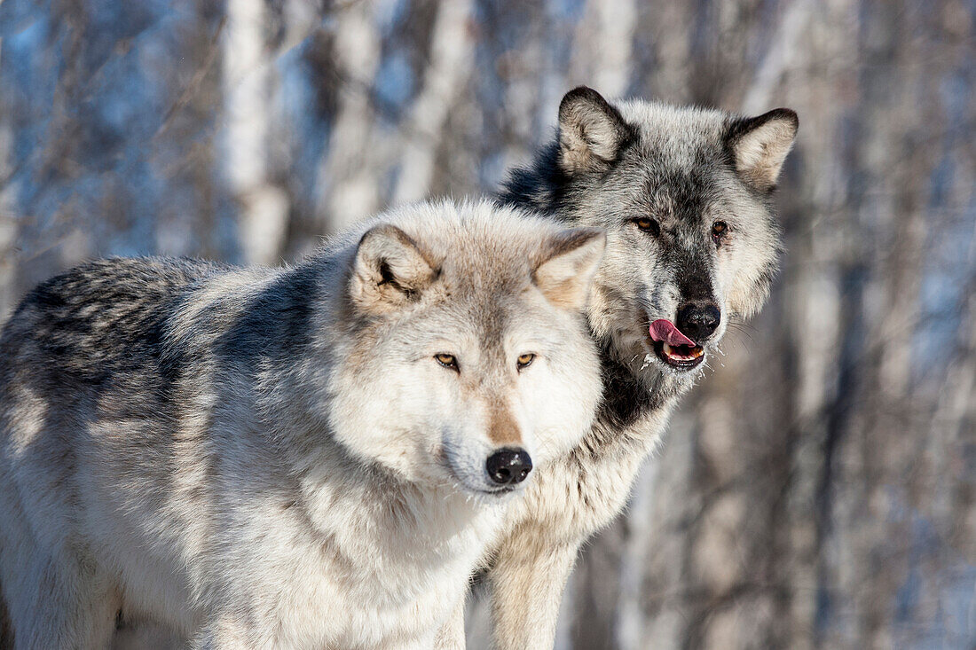 USA, Minnesota, Sandstone. Wolves watching