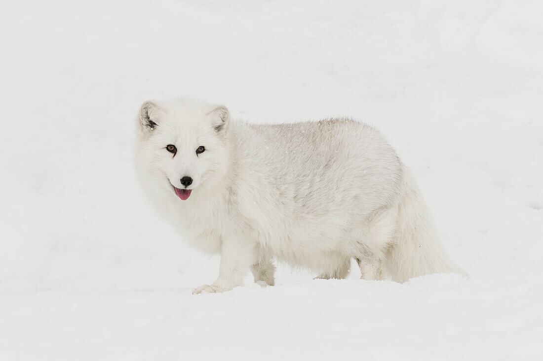 Captive Arctic Fox in snow, Montana, Vulpes lagopus, True Fox, native to Arctic regions of northern hemisphere.