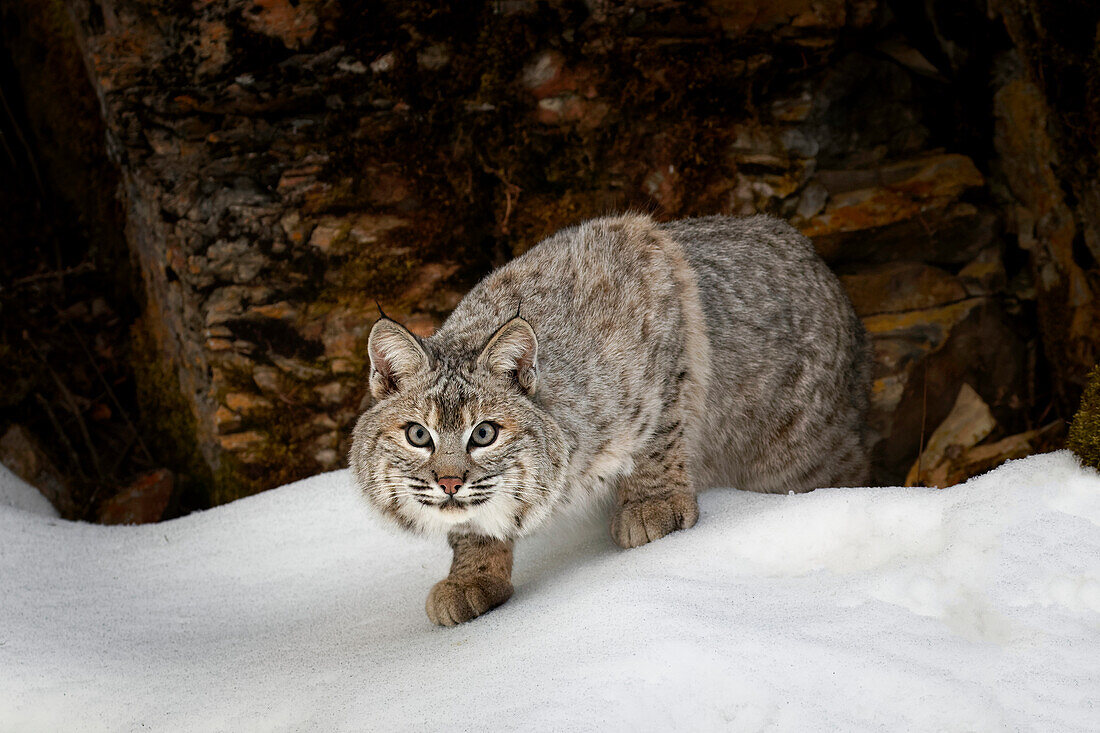 Bobcat in snow (Captive) Montana. Lynx Rufus