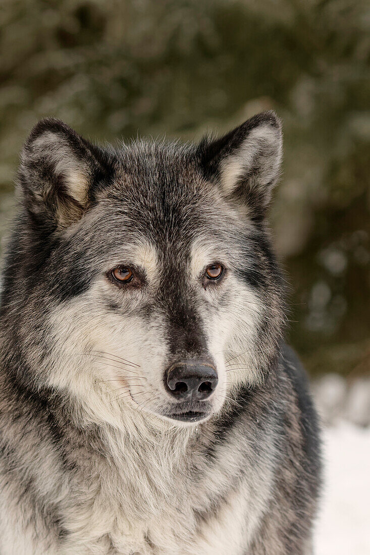 Grauer Wolf oder Timberwolf im Winter (Captive) Canis lupus, Montana