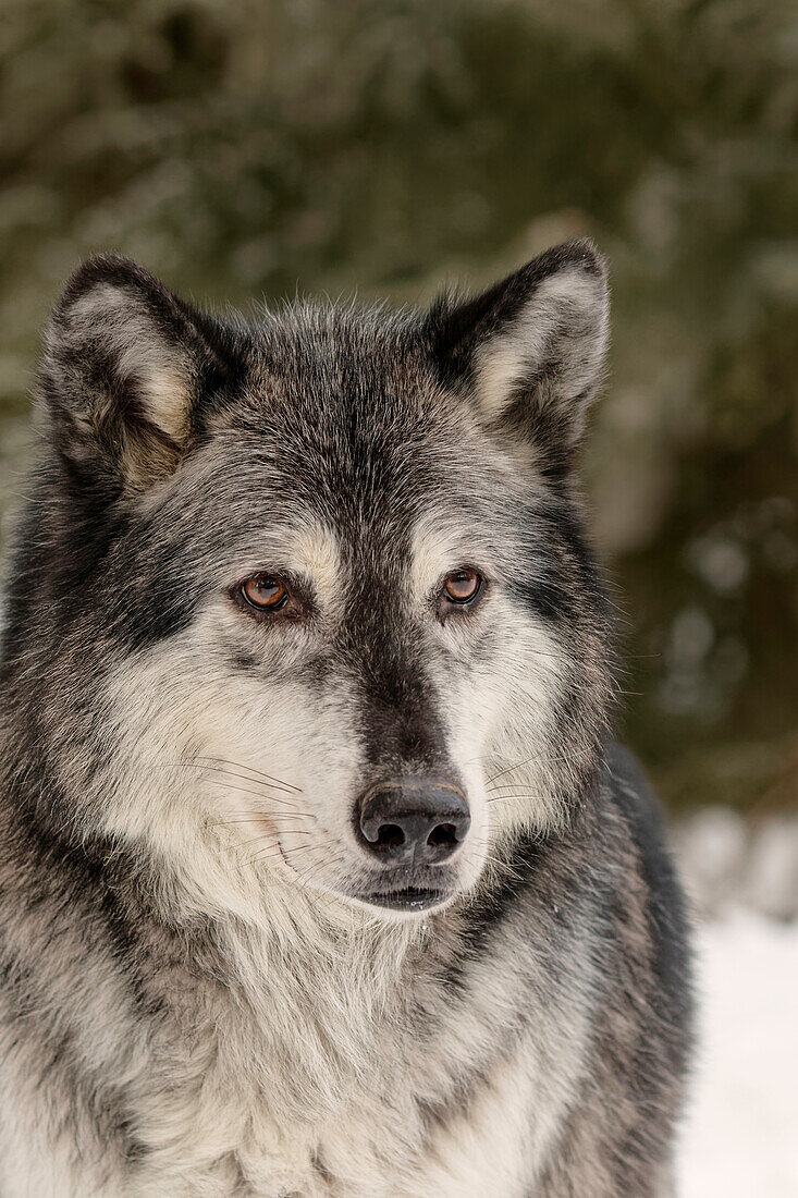 Gray Wolf or Timber Wolf in winter, (Captive) Canis lupus, Montana