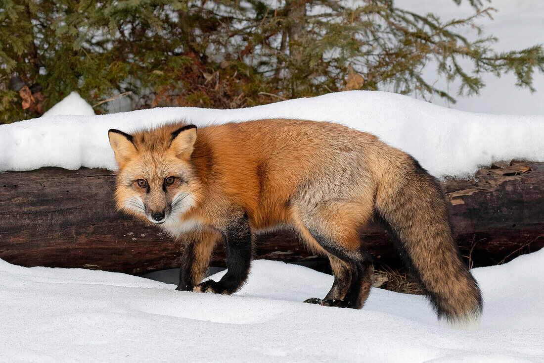 Red Fox in winter, (Captive) Montana, Vulpes Vulpes