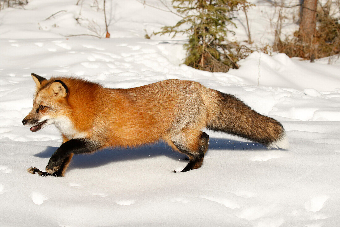 Red Fox in winter, (Captive) Montana, Vulpes Vulpes