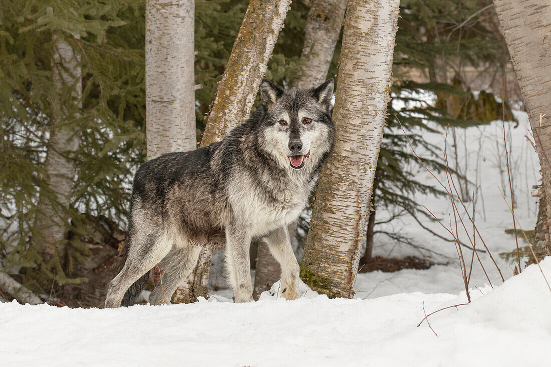 Grauer Wolf oder Holzwolf, (gefangener) Canis lupus, Montana