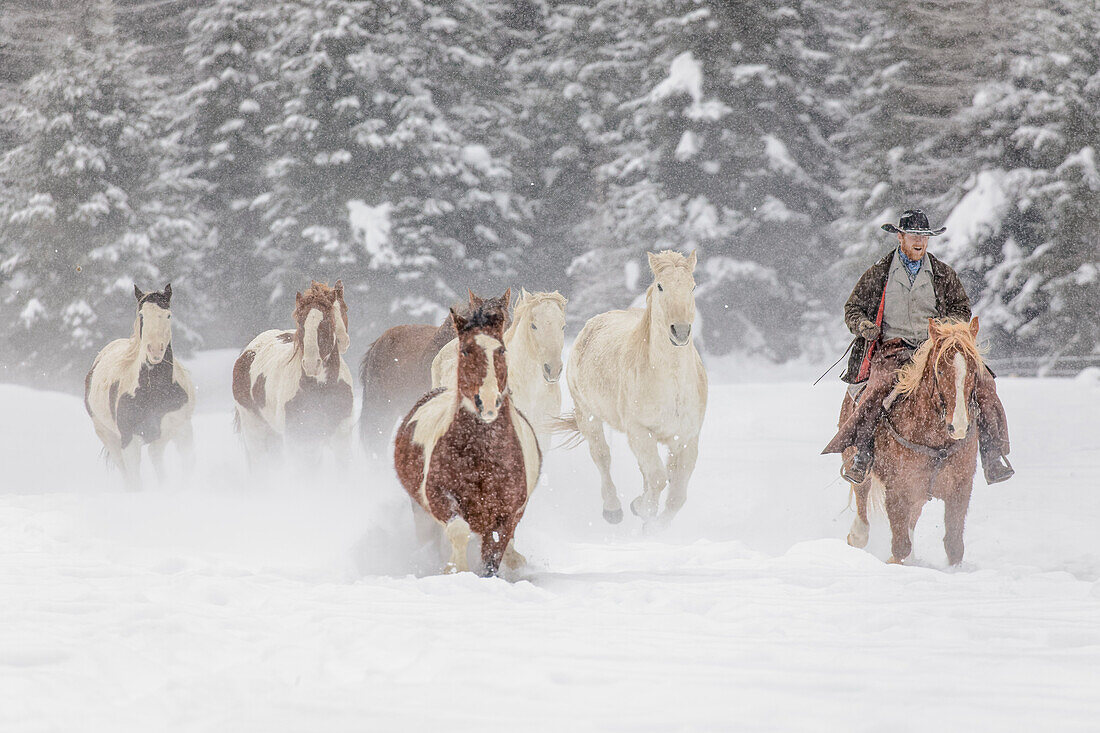 Cowboy während der Winterzusammenfassung, Kalispell, Montana