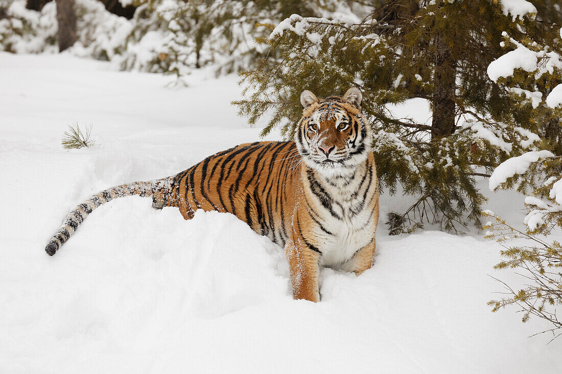 Sibirischer Tiger im tiefen Winterschnee, Panthera tigris tigris, kontrollierte Situation, Montana