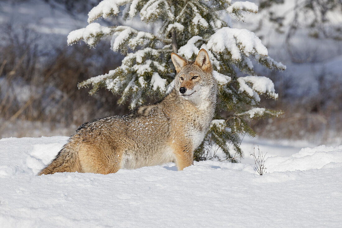 Coyote im tiefen Winterschnee, Canis latrans, kontrollierte Situation, Montana