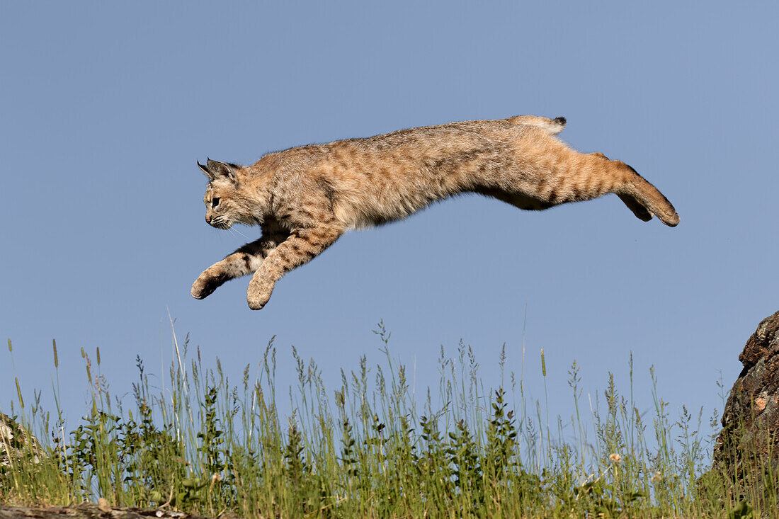 Bobcat jumping, Lynx Rufus Captive