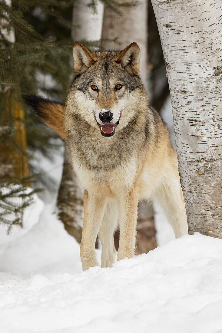 Tundra-Wolf, Canis lupus albus, im Winter, kontrollierte Situation, Montana