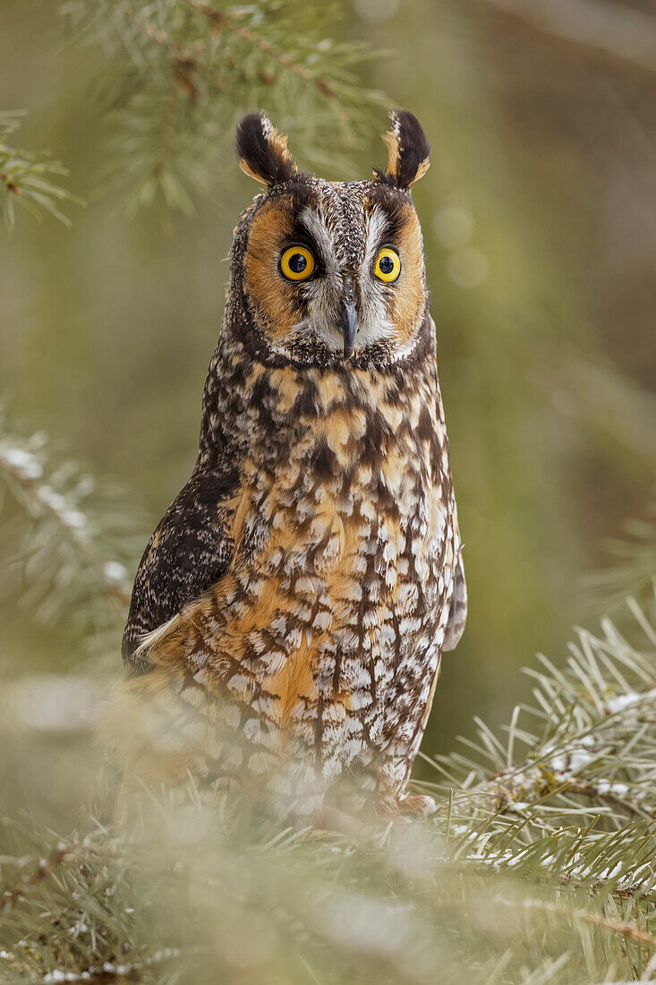 Long-eared owl, Asio otus, controlled situation, Montana