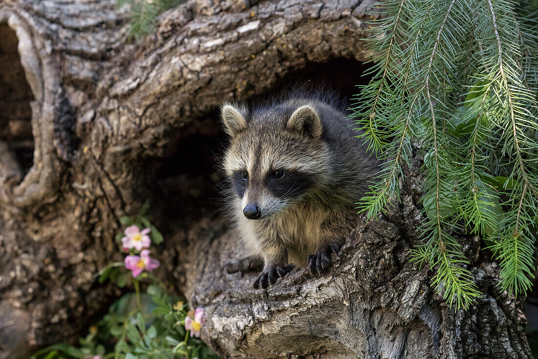 Nordamerikanischer Waschbär, in hohlem Baumstamm, Procyon lotor, Montana