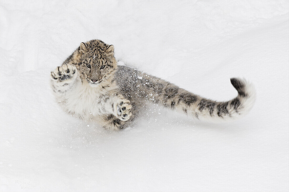 Snow leopard, Panthera uncia controlled situation, Montana