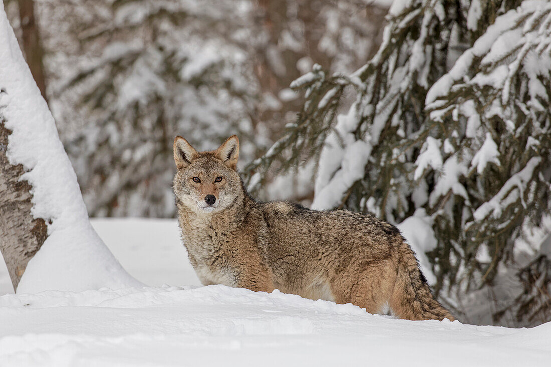 Coyote im tiefen Winterschnee, Canis latrans, kontrollierte Situation, Montana