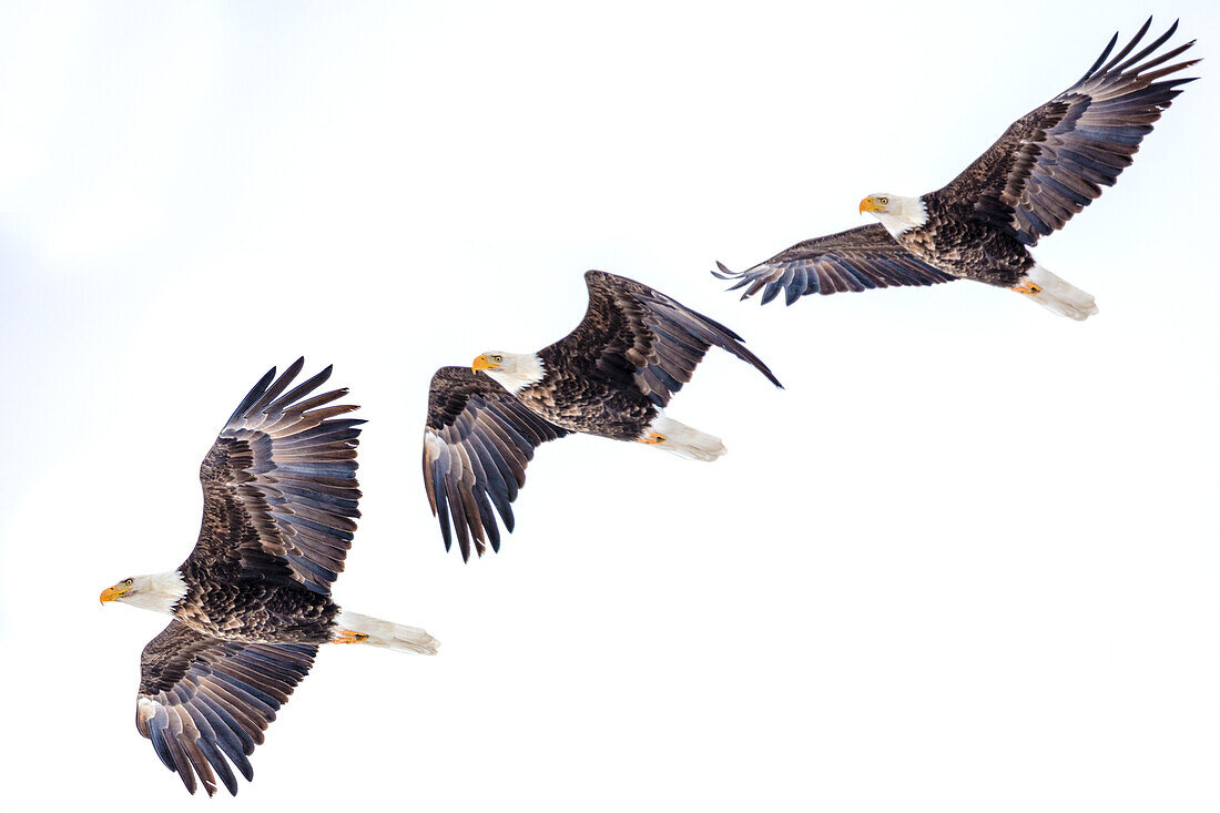 Mature bald eagle in flight sequence at Ninepipe WMA near Ronan, Montana, USA (digital composite)