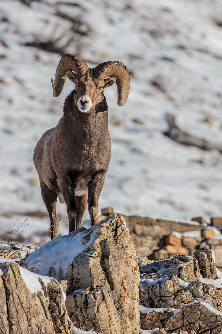 Bighorn sheep ram in early winter in Glacier National Park, Montana, USA