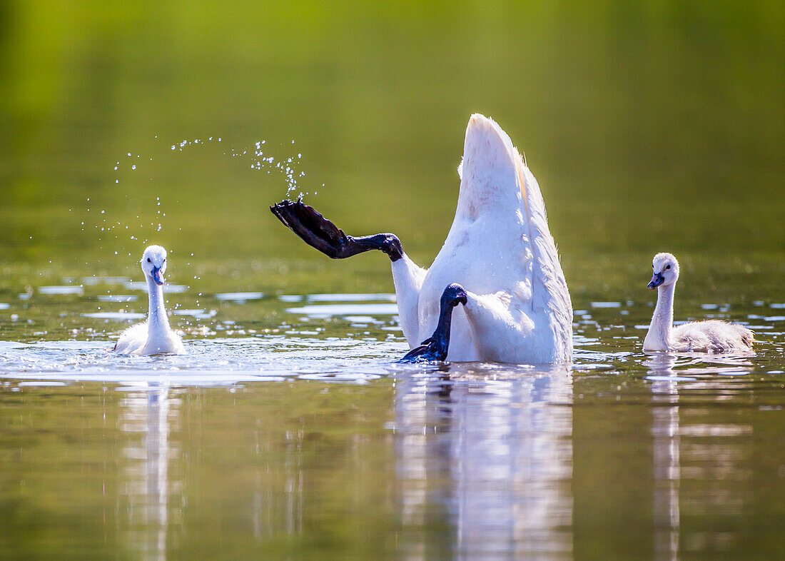 USA, Montana, Elk Lake, ein Trompeterschwan sucht mit zwei ihrer Cygnets nach Nahrung.