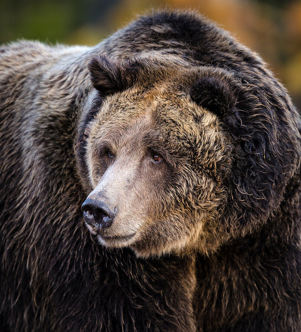 Braunbär, Grizzly, Ursus arctos, West Yellowstone, Montana