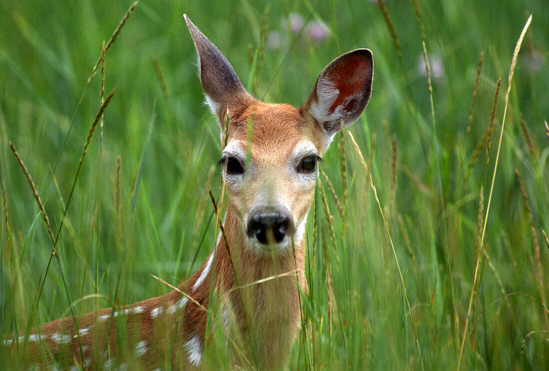 White-tailed deer (Odocoileuis virginianus), fawn in tall grass, National Bison Range, Montana, USA