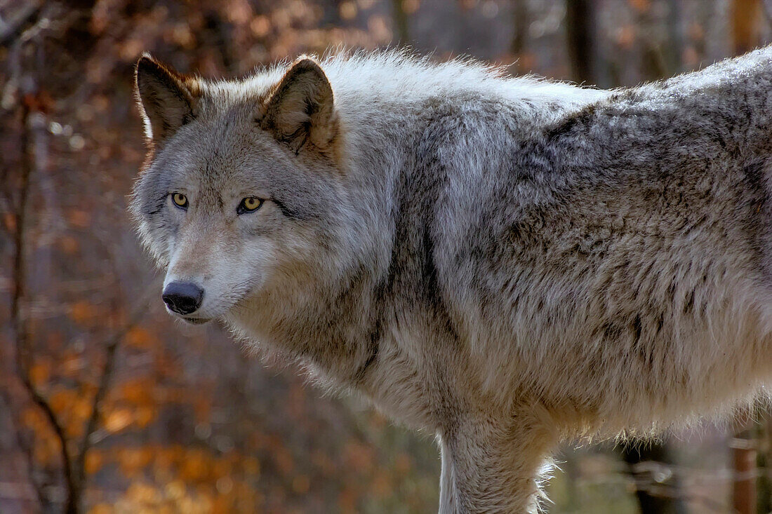 USA, New Jersey, Columbia, Lakota Wolf Preserve. Close-up of timber wolf