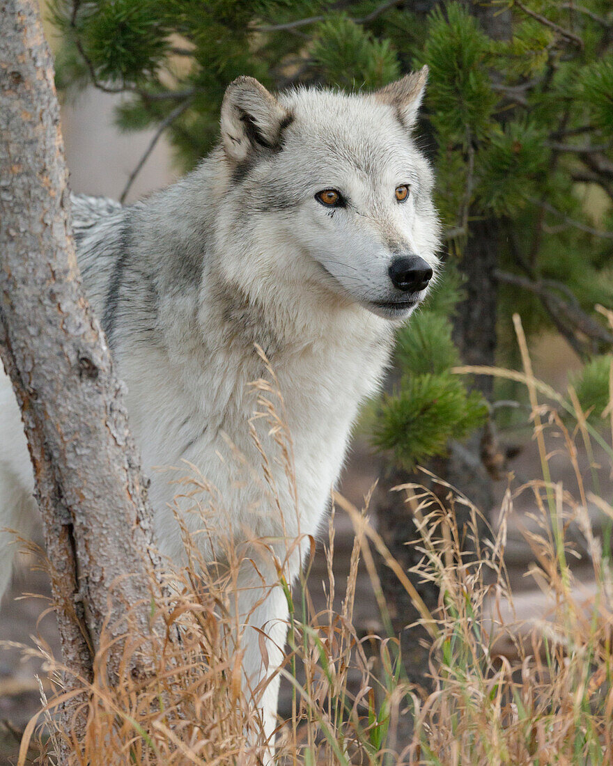 Grauer Wolf, Canis Lupus, West Yellowstone, Montana
