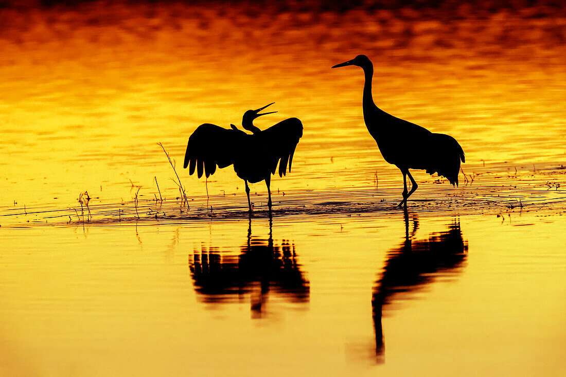 Sandhill cranes silhouetted at sunset. Bosque del Apache National Wildlife Refuge, New Mexico