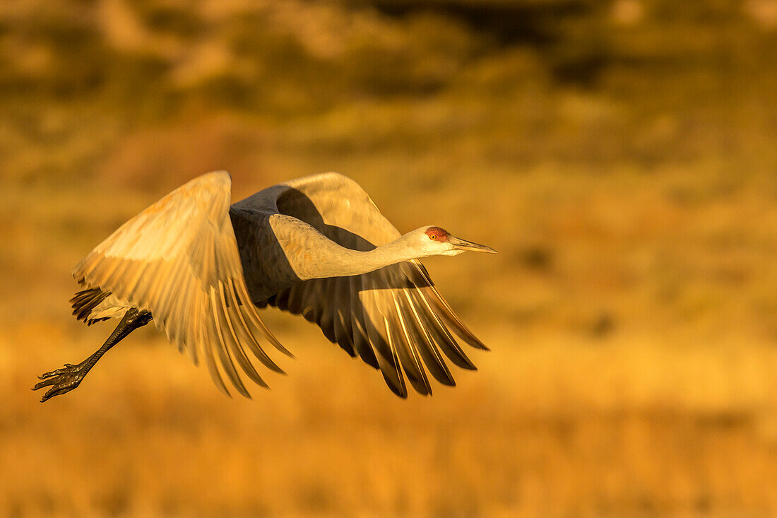 USA, New Mexico, Bosque del Apache National Wildlife Refuge. Sandhill crane in flight