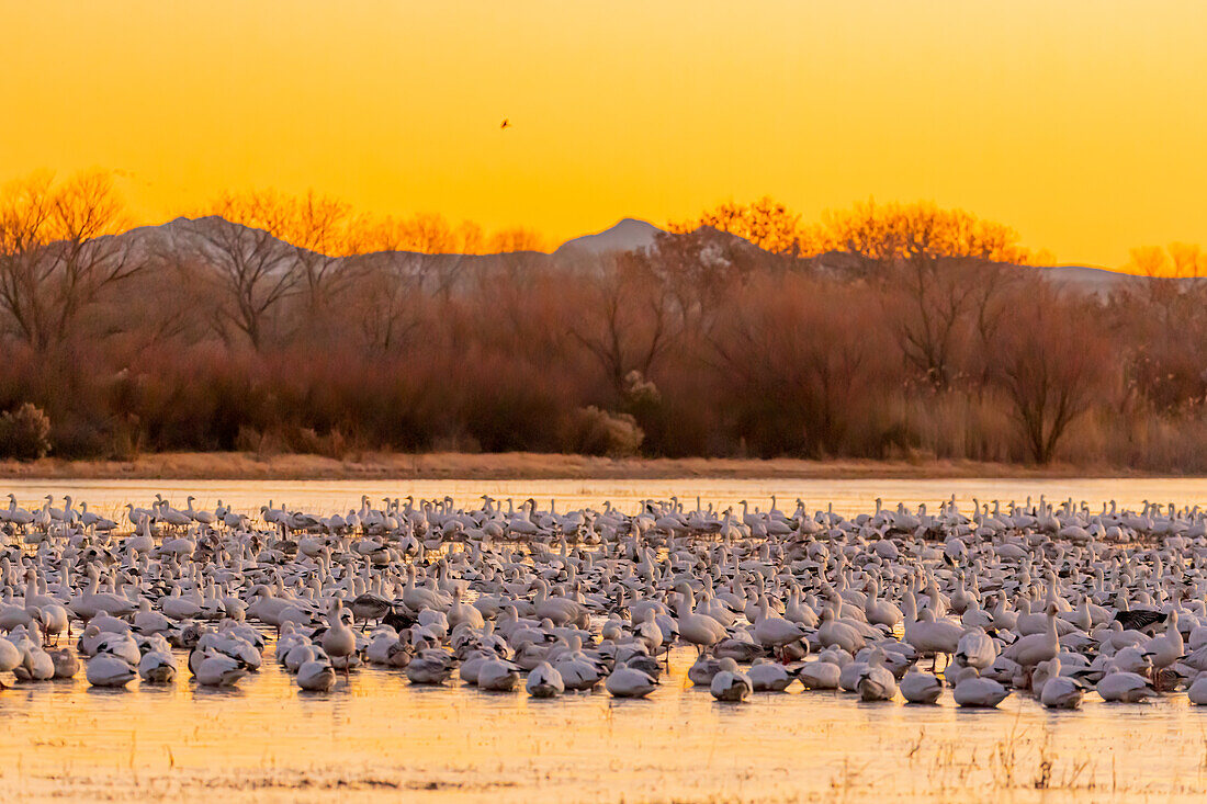 USA, New Mexico, Bosque del Apache National Wildlife Reserve. Snow geese on ice at sunrise