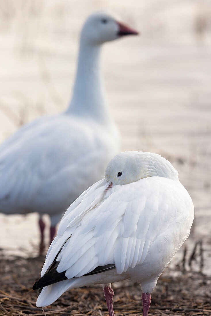 Snow geese, Chen Caerulescens, Bosque del Apache NWR, New Mexico