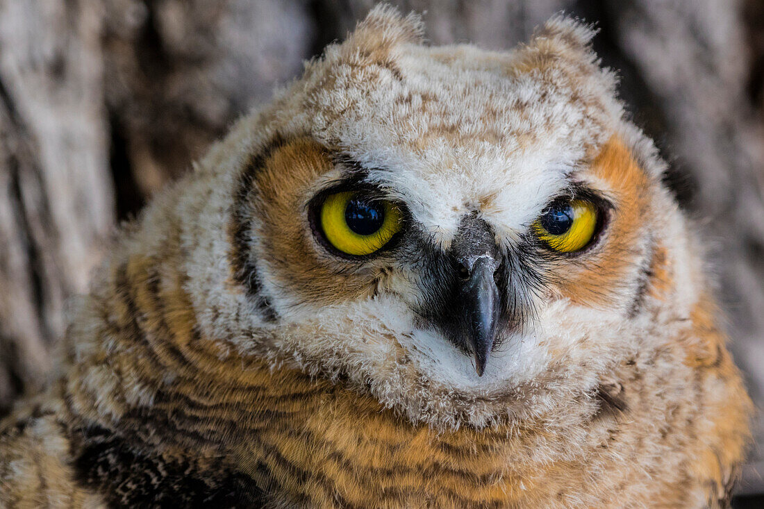 Fledgling great horned owl portrait in Cottonwood, South Dakota, USA