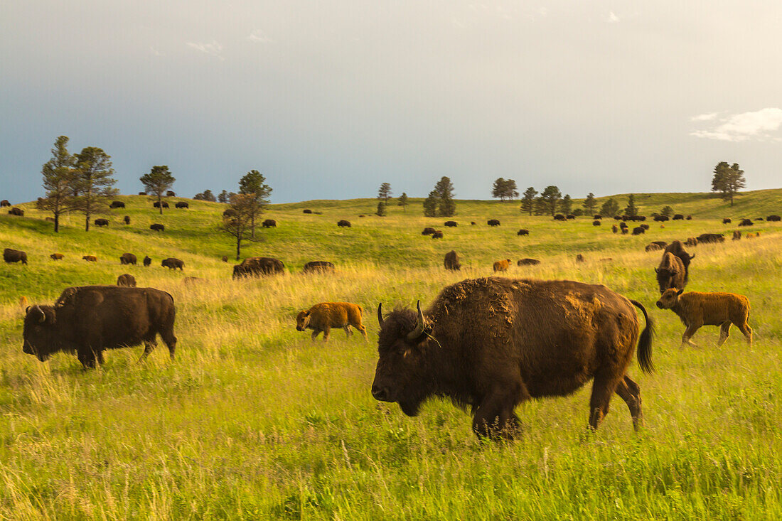 USA, South Dakota, Custer State Park, Bisonherde