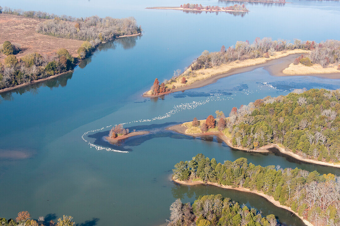 USA, Tennessee. White pelicans curve around islet Tennessee River, Hiwassee Wildlife Refuge