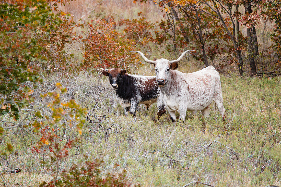 Texas Longhorn-Rinder im Grünland