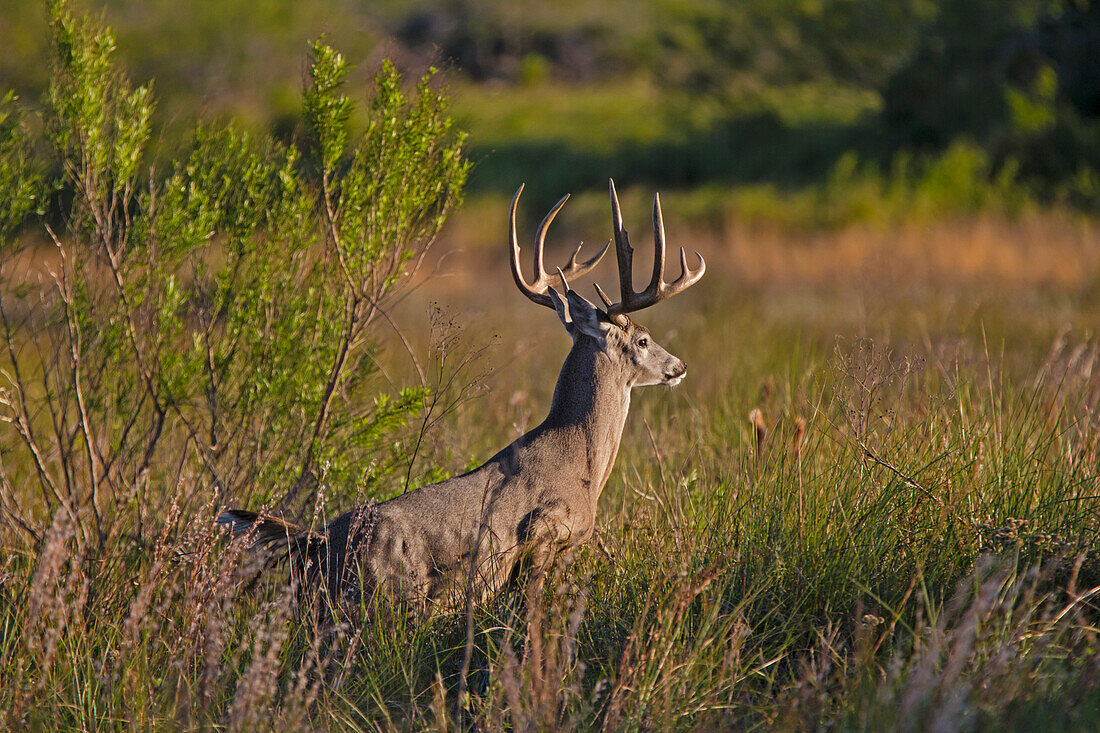 Weißwedelhirsch (Odocoileus Virginianus) Männchen und Weibchen im Lebensraum Grünland