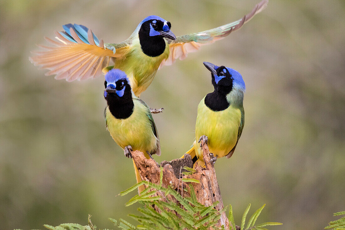 Green Jay (Cyanocorax Yncas) Erwachsenen kämpfen um einen Barsch