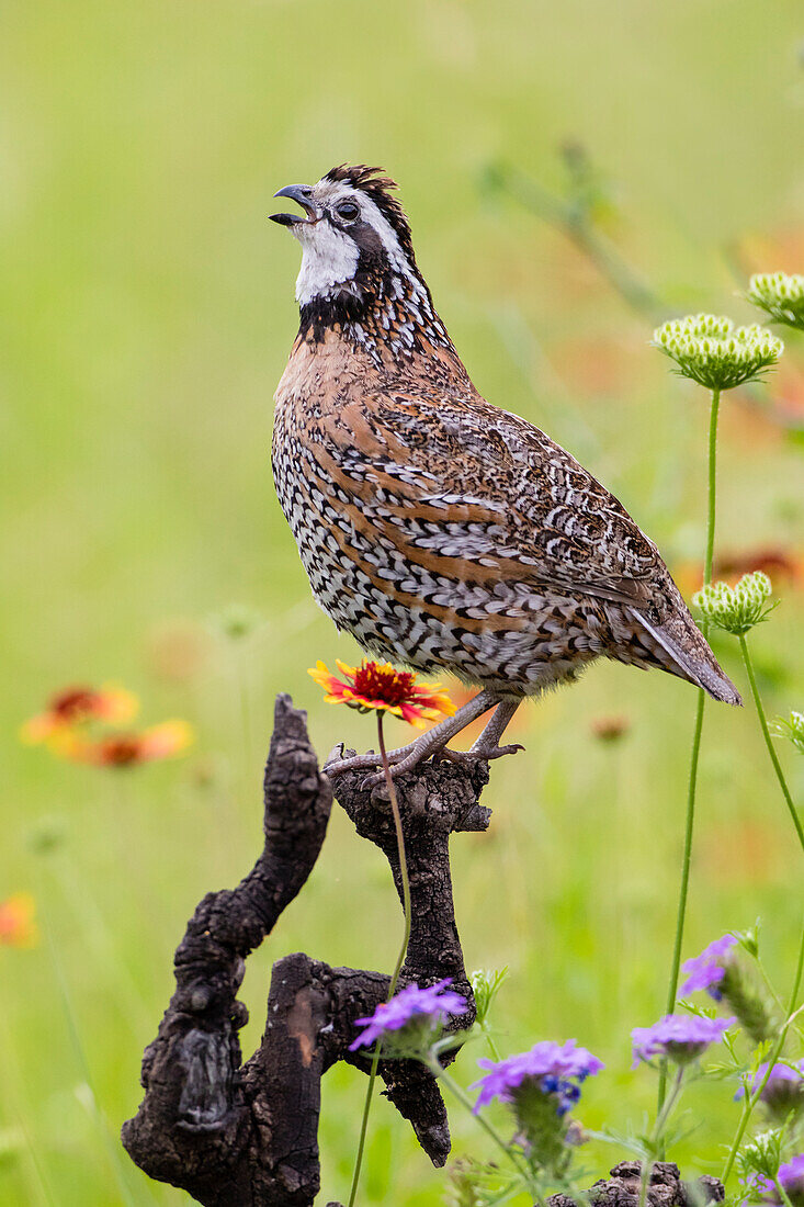 Virginiawachtel (Colinus Virgianus) männliche Berufung