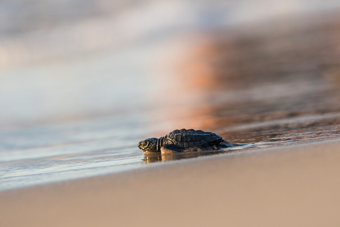 Kemp's Ridley Meeresschildkröte (Lepidochelys kempii) Jungtier