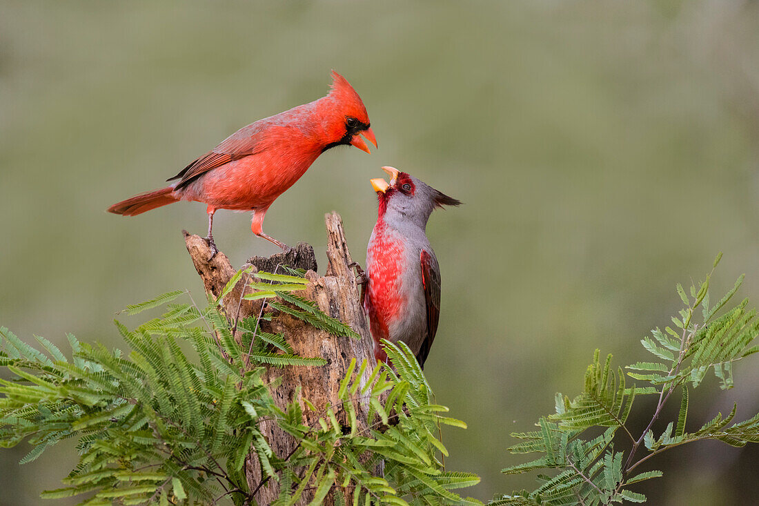 Northern Cardinal (Cardinalis Cardinalis) defending perch