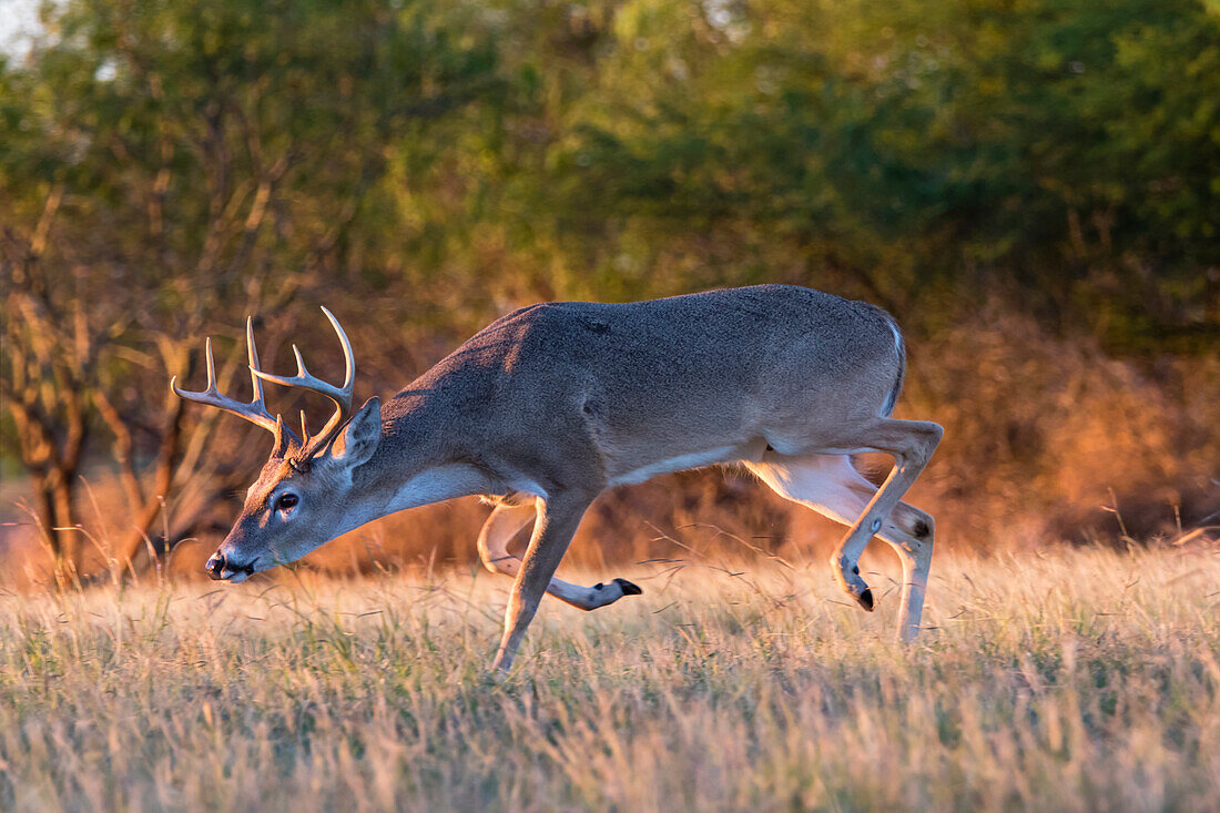 White-tailed Deer (Odocoileus Virginianus) buck trailing doe